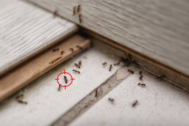 Best Pest Removal Services  in Ford City, CA